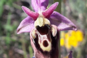 Orchis Bourdon Scaled E1757693562367 300x200