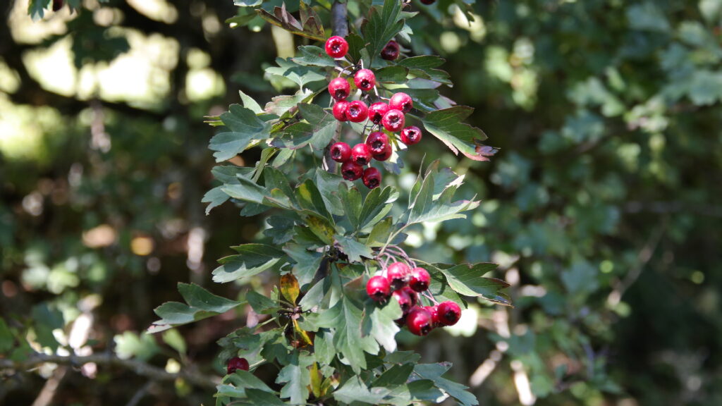 Aubépine Aubépine