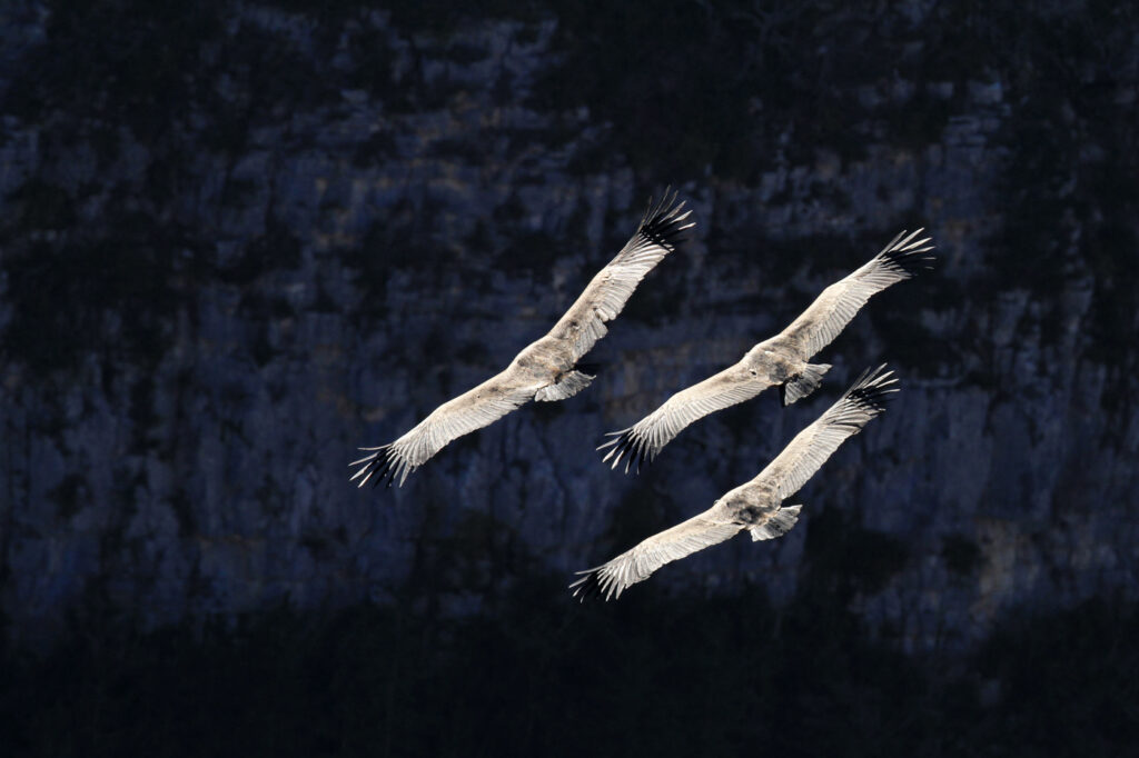 Séjour à Archiane, le berceau des grands vautours - 8 mai 2026 Vautours Fauve - Remuzat (Photo Géraldine L)