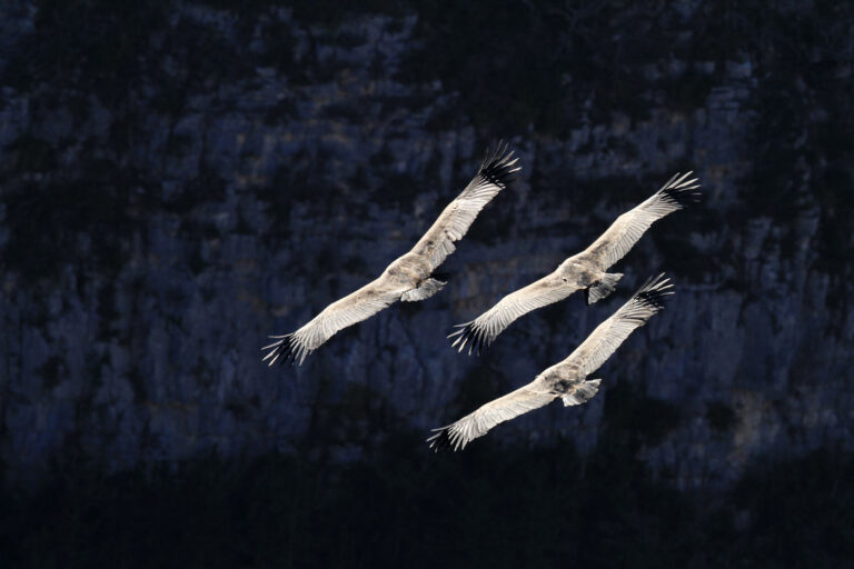 Vautours Fauve - Remuzat (Photo Géraldine L)