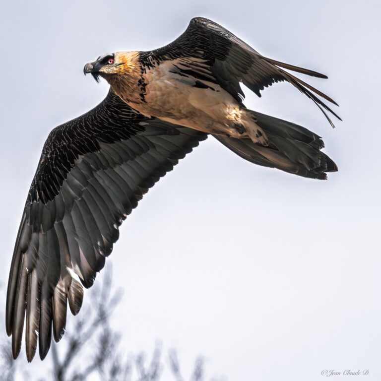 Gypaète barbu