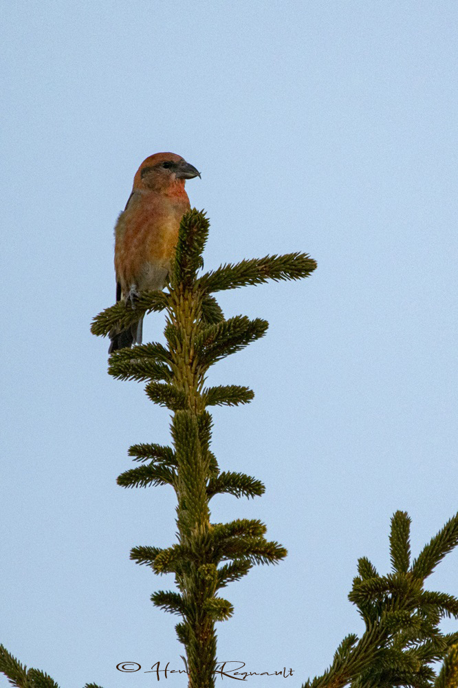 bec croisé des sapins bec croisé des sapins