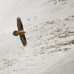 Séjour à Archiane gypaète barbu