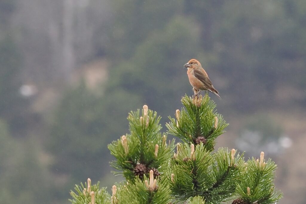 Bec croisé des sapins sur un pin à crochets