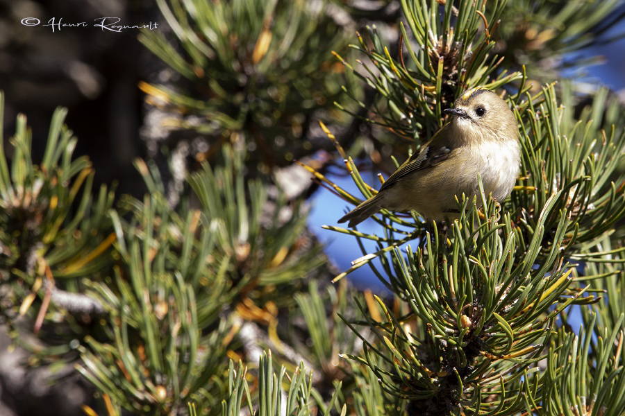 roitelet huppé roitelet huppé