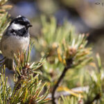 Initiation chants d'oiseaux à la Bastille mésange noire