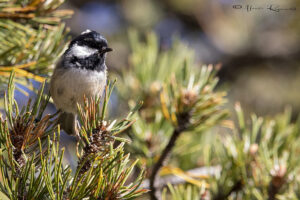 Initiation chants d'oiseaux à la Bastille de Grenoble mésange noire