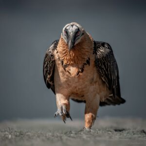 Gypaète Barbu Gypaète Barbu